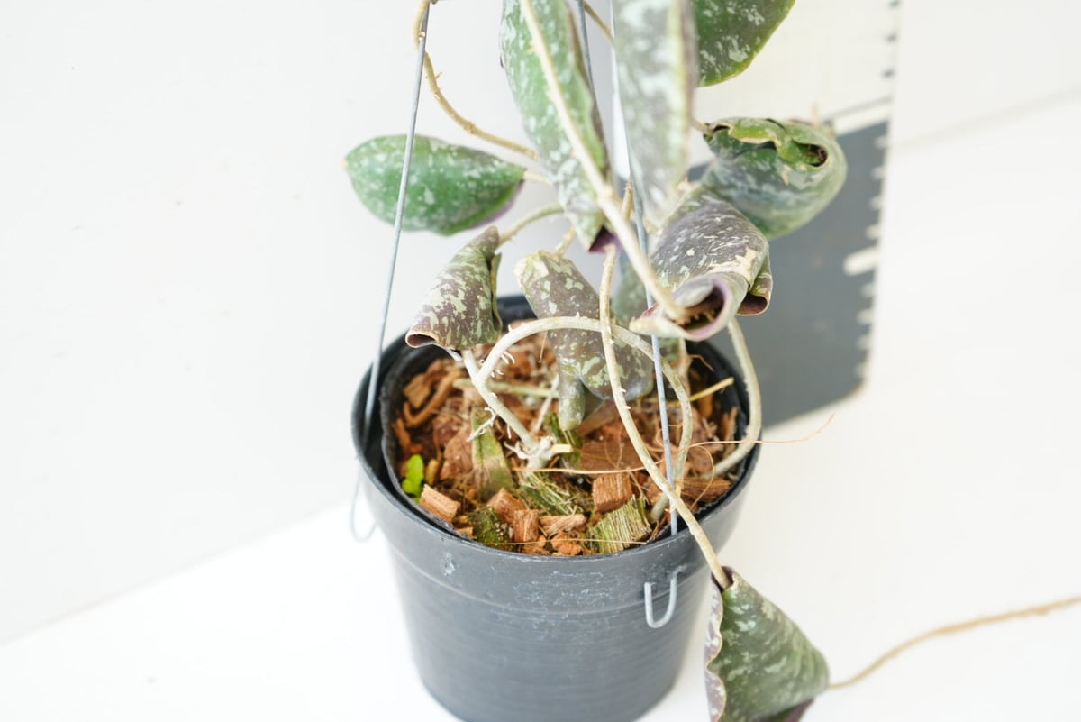 ホヤ インブリカータ Hoya imbricata 吊り鉢 着生植物 レア植物 ホヤ インブリカータ Hoya imbricata 吊り鉢 着生植物 レア植物
