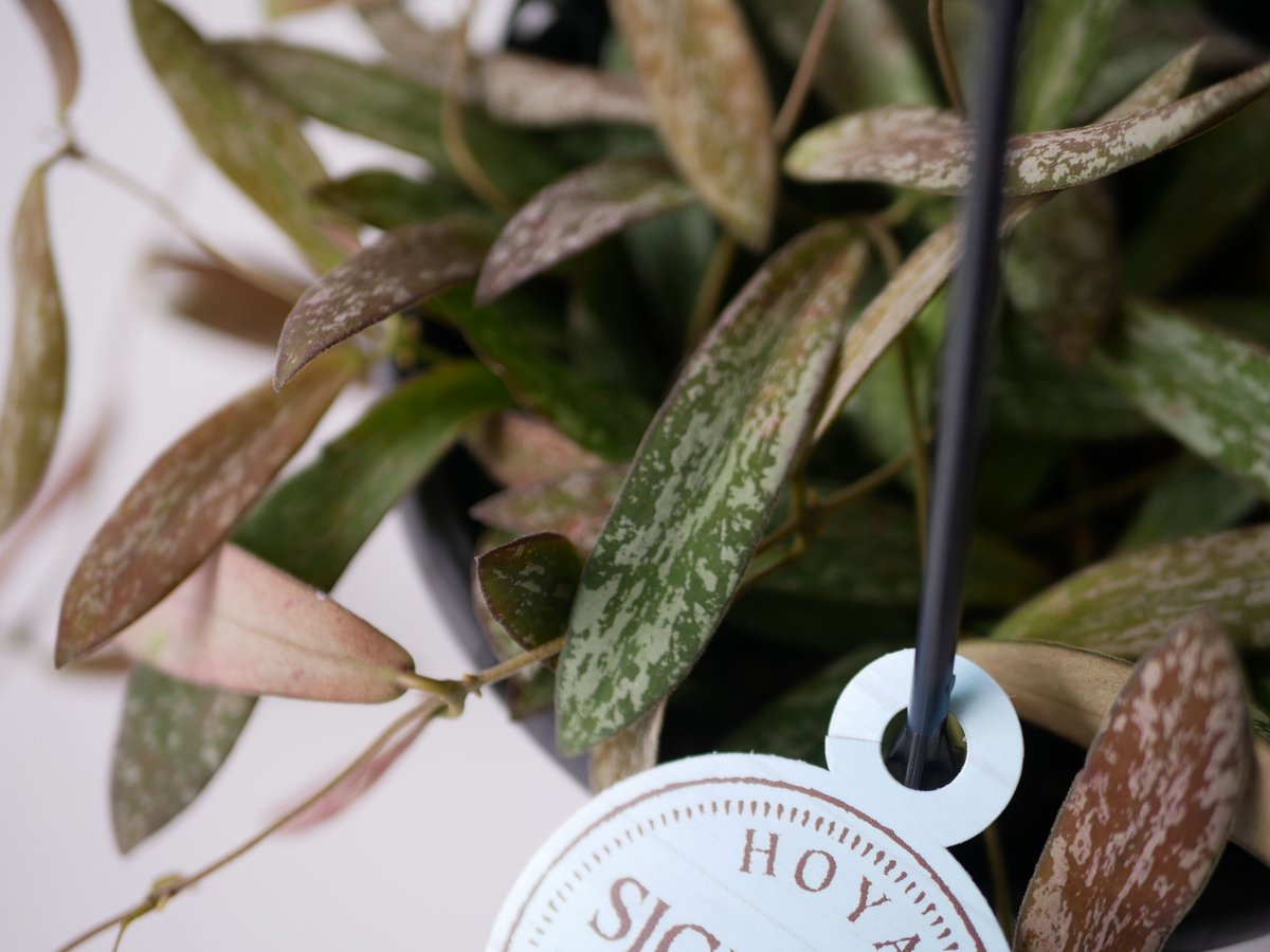 ホヤ シギラティス 5号 吊り鉢 斑入り 細葉 希少 ハンギング まだら