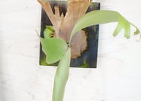 P.Willinckii コウモリラン 板づけ かっこいい葉を楽しむ ビカクシダ