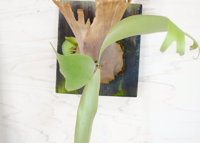 け*ー様 willinckii V5 親株　ビカクシダ 壁掛けタイプ け*ー様 willinckii V5 親株 ビカクシダ 壁掛けタイプ け*ー様