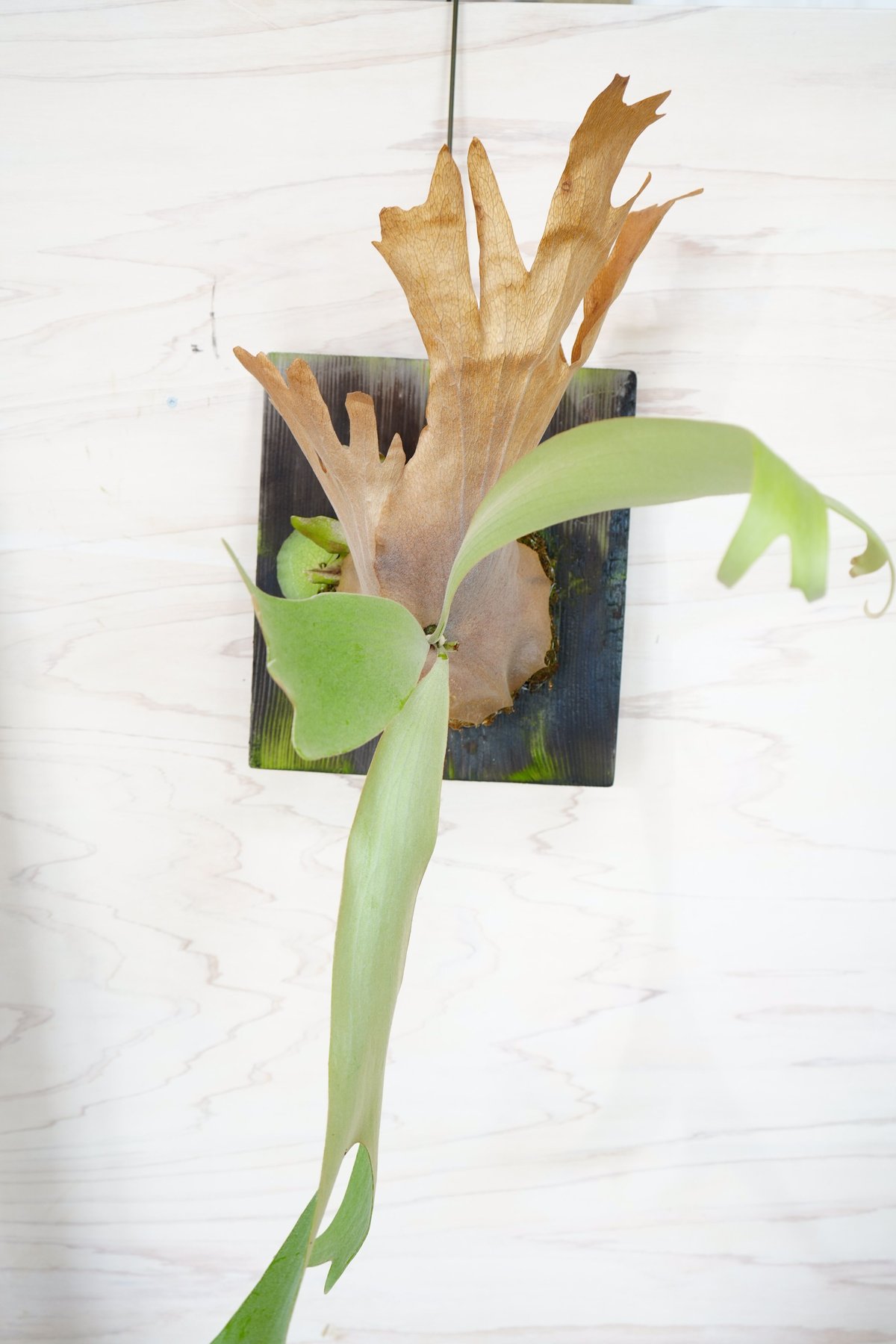 け*ー様 willinckii V5 親株　ビカクシダ 壁掛けタイプ け*ー様 willinckii V5 親株 ビカクシダ 壁掛けタイプ - メルカリ