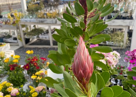 キング・プロティア リトルプリンス 6号 ワイルドフラワー 大きく迫力ある花