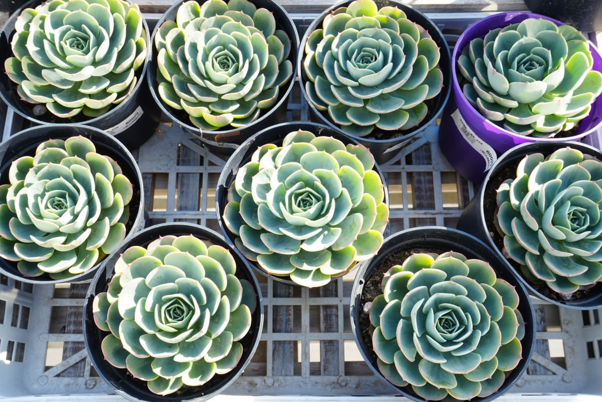 七福神　⑥ 多肉植物エケベリア 七福神⑥ 多肉植物エケベリア