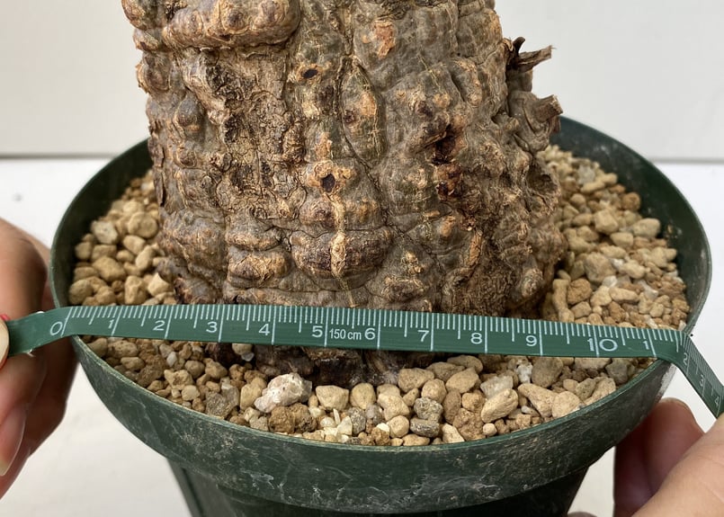 オペルクリカリア パキプス | インテリアグリーンとギフトプランツ