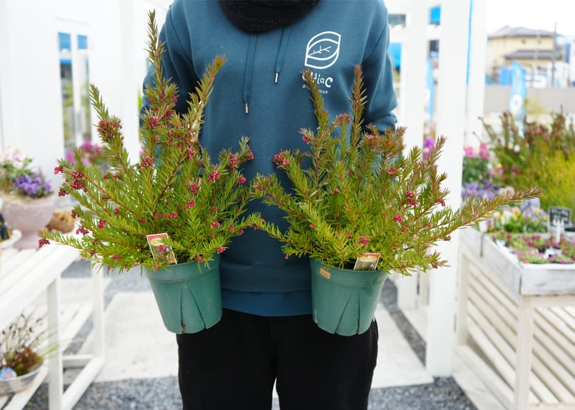 グレビレア ジョンエバンス 苗木 5号ドライフラワーで人気 赤い個性的