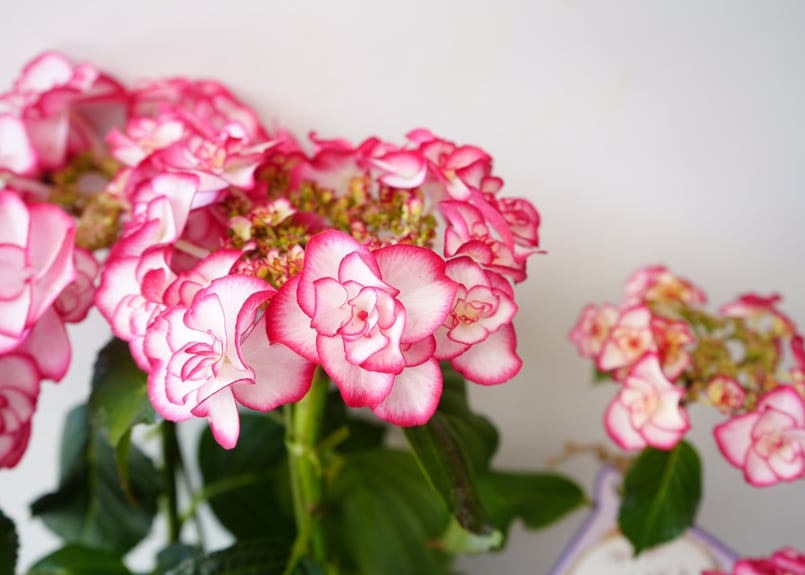 紫陽花 YULIKA 5号 縁取り鮮やかなピンク ユリカ 母の日 贈り物