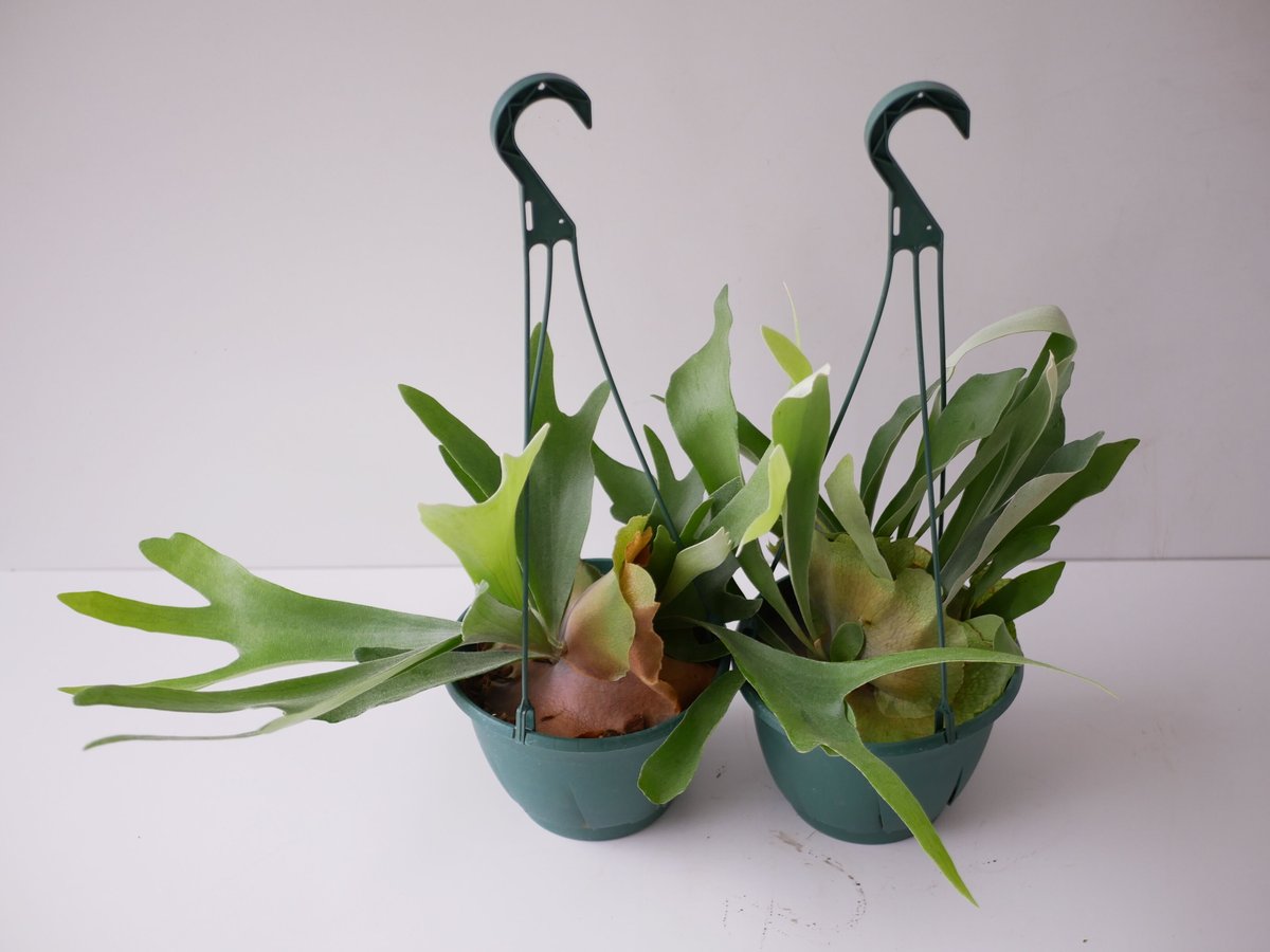 コウモリラン ビカクシダ ハンギング 着生植物 観葉植物 コウモリラン ビカクシダ ハンギング 着生植物 観葉植物