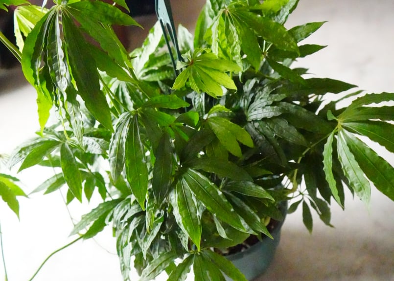 アンスリウム ポリスキスツム 7号吊り鉢 長く楽しめる 観葉植物