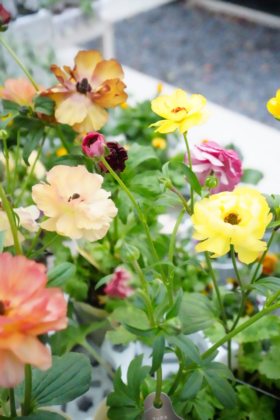 おまかせ】 ラナンキュラス ラックスシリーズ 艶やかで輝く花 毎年