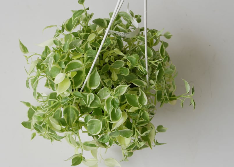 ペペロミア セルペンス 斑入り 観葉植物 ハンギンググリーン