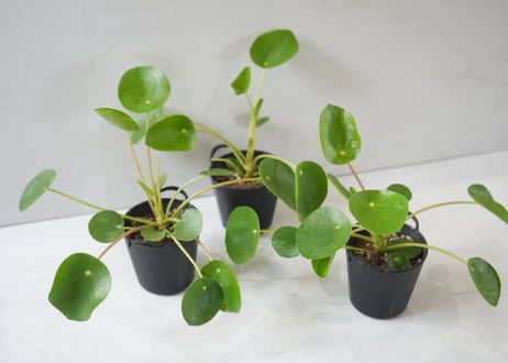 ペペロミオイデス 2.5号｜まんまる葉が可愛い人気の観葉植物｜パンケーキプランツ・初心者にもおすすめ｜ﾍﾟﾍﾟﾛﾐｵｲﾃﾞｽ 他観葉 2.5号