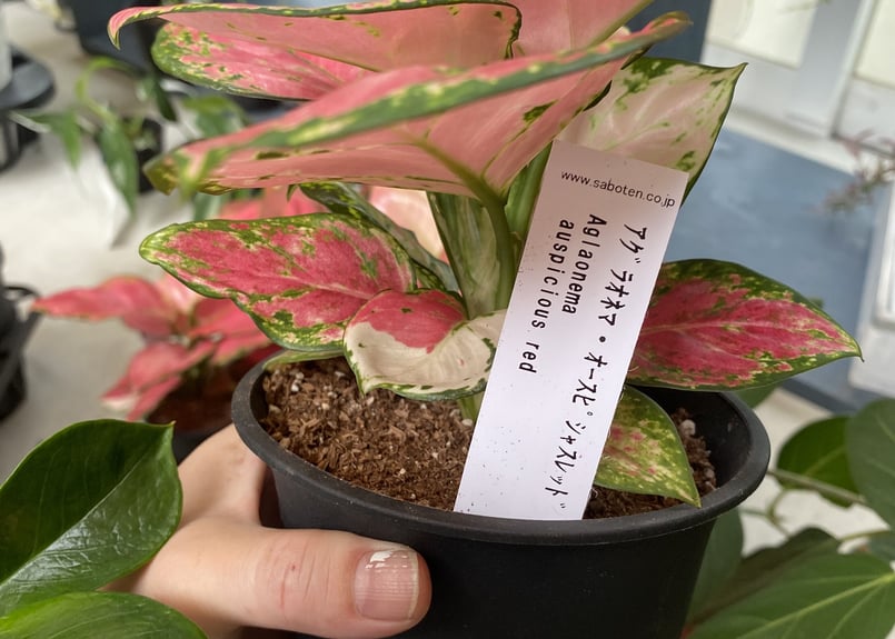 アグラオネマ 4号 葉模様が個性的 鮮やかなカラー ピンク 観葉植物