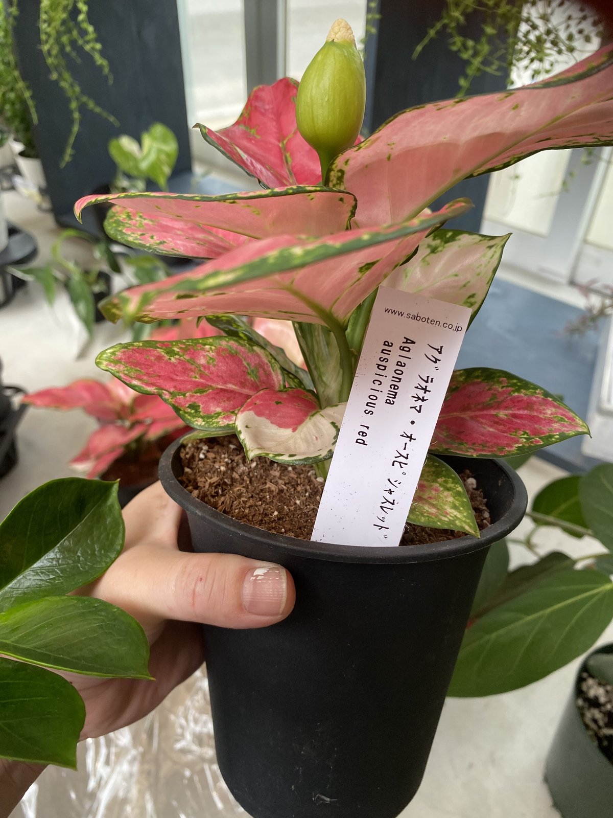 アグラオネマ 4号 葉模様が個性的 鮮やかなカラー ピンク 観葉植物