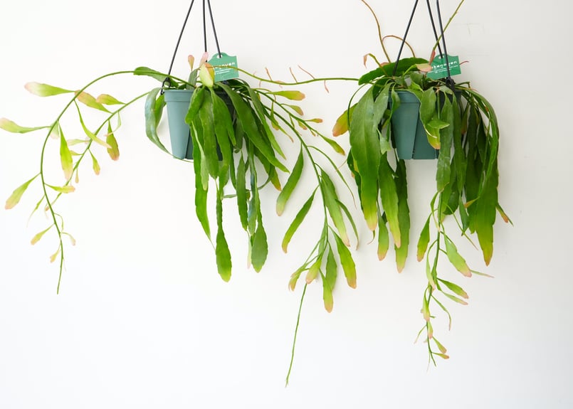 ラムローサ　リプサリス　吊り鉢　サボテン　リプサリスラムローサ　観葉植物 🌺現品販売 観葉植物 リプサリス ラムローサ 7号(21cm) 吊り鉢