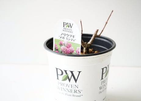 紫陽花 ノリウツギ メガミンディ 5.5号 日本のお花 色が変化し楽しめる