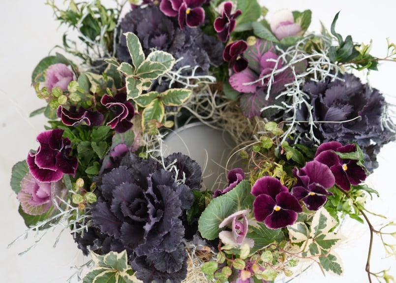 葉牡丹のホワイトギャザリングリース | 橋本種苗園 現品販売 花寄せ