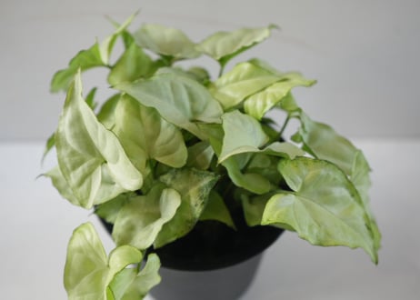 シンゴニウム ホワイトバタフライ 4号｜明るい葉色が美しい人気の観葉植物｜ﾎﾟﾄﾞﾌｨﾗﾑ ﾎﾜｲﾄﾊﾞﾀ ﾌﾗｲ ｼﾝｺﾞｼﾞｭｰﾑ 4号