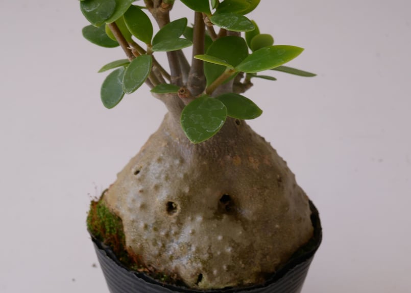 ヒドノフィツムフォルミカルム アリ植物(蟻の巣玉) fit=scale-down,w=1200