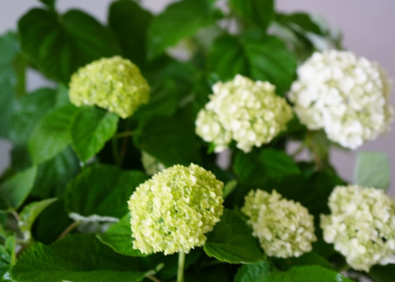 紫陽花 アナベル 5号 底面給水 母の日 贈り物 ギフト 人気のライム