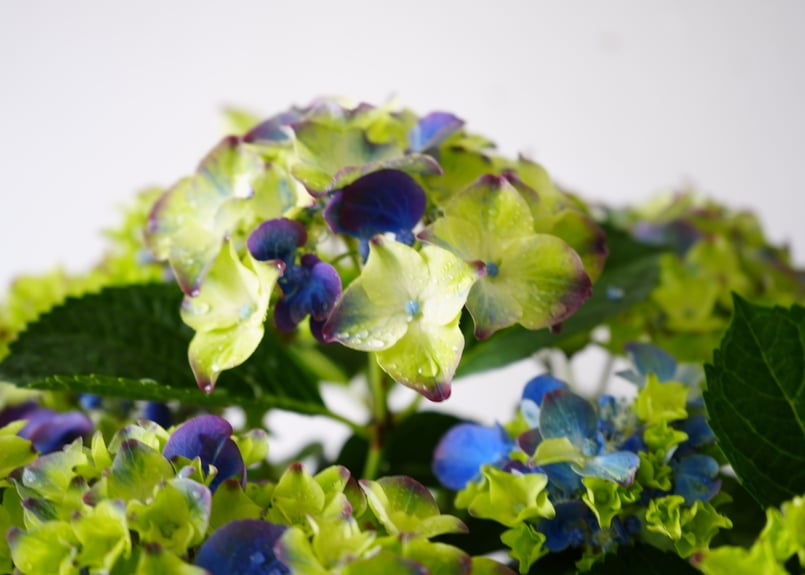 染めの花#052】 青と緑のグラデーション アジサイ アジサイが美しく染まったので｜タキツネ 花の写真を | その他