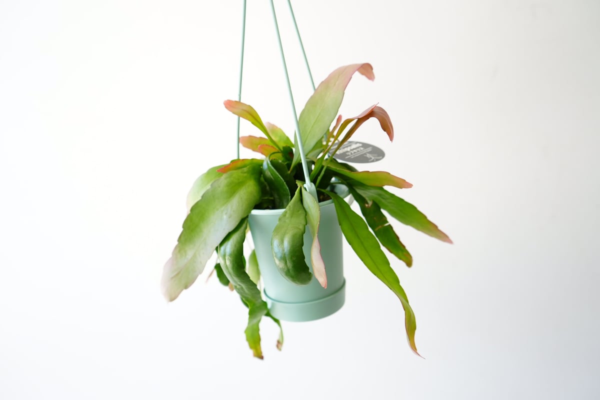 リプサリス　ラムローサ　吊り鉢　サボテン　リプサリスラムローサ　観葉植物 現品販売 観葉植物 リプサリス ラムローサ レッドコーラル 5号
