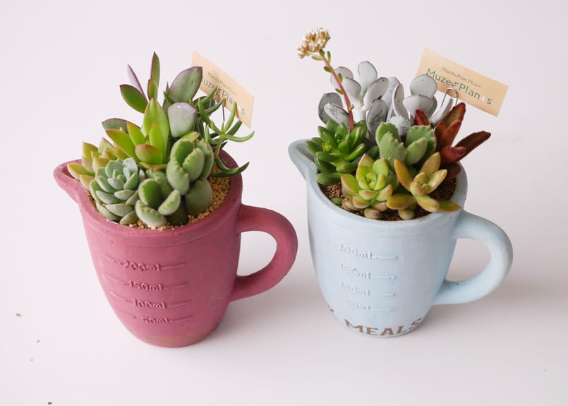 多肉植物 寄せ植え すぐ飾れる 可愛い | インテリアグリーンとギフト