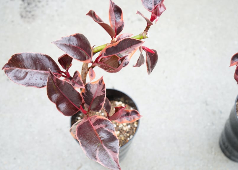 フィカス ゴムの木 ルビー 大人シック 上品な輝き 観葉植物