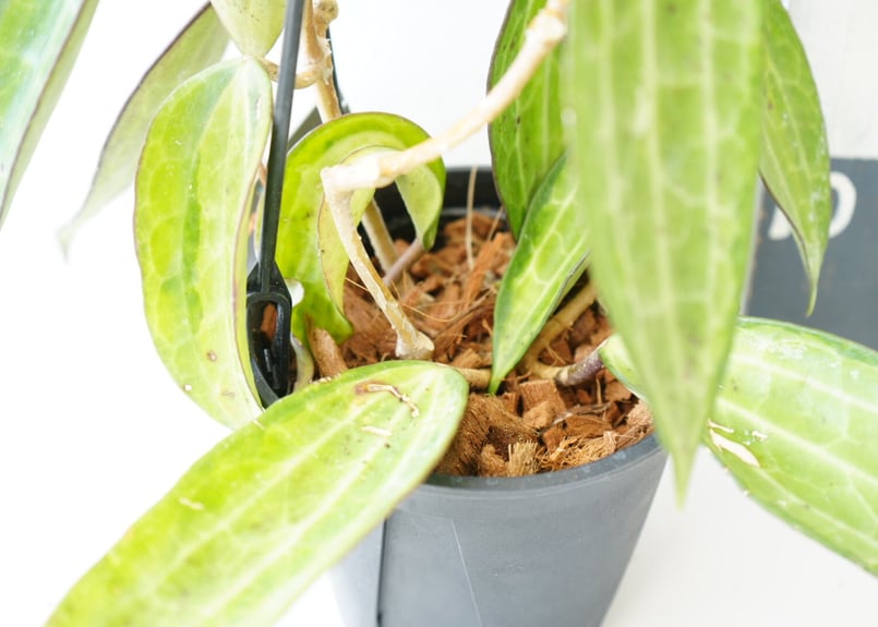 週末セール怪奇植物 斑入り人魚ホヤ Hoya polyneura broget Hoya