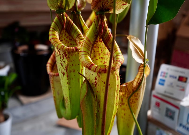 訳あり56goro 巨大 食虫植物 宙吊りの女王 ネペンテスダイエリアーナ 7号 56goro 超美品 食虫植物 宙吊りの女王 ネペンテス ダイエ