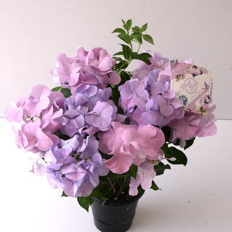 紫陽花  ハイドランジア　フレンチボレロ　上品なパステルカラー