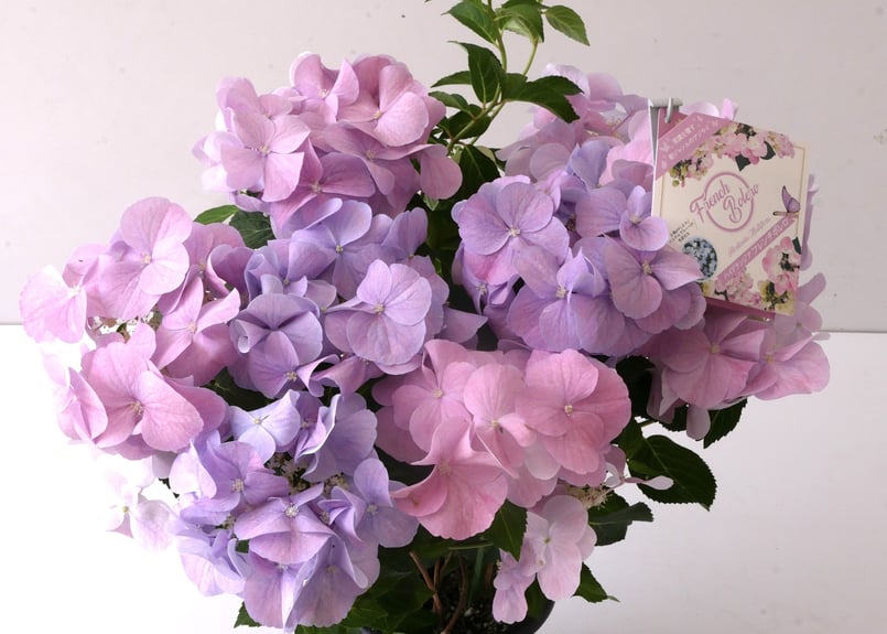 【希少】ロイヤルドルトン　コテージレーンシリーズ　紫陽花　プレートペア 紫陽花 ハイドランジア フレンチボレロ 上品なパステルカラー