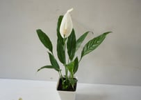 スパティフィラム ミニメリー 3.5号｜清楚な白花が美しい人気の観葉植物｜ﾐﾆﾒﾘｰ ｽﾊﾟﾃｨ 3.5号