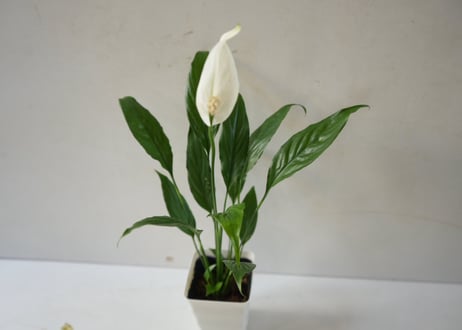 スパティフィラム ミニメリー 3.5号｜清楚な白花が美しい人気の観葉植物｜ﾐﾆﾒﾘｰ ｽﾊﾟﾃｨ 3.5号
