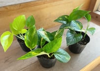 ポリシャス クリスパ 観葉植物 縮れ葉 珍しい レア | インテリア