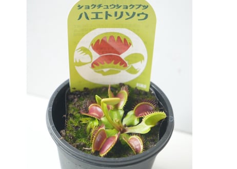 【食虫植物】ハエトリソウ 3号ポット ｜パクッと動く！ 初心者でも育てやすい 観葉植物 自由研究 ギフトにも｜ｼｮｸﾁｭｳｼｮｸﾌﾞﾂ　ハエトリソウ 食虫植　ハエトリソウ 3号