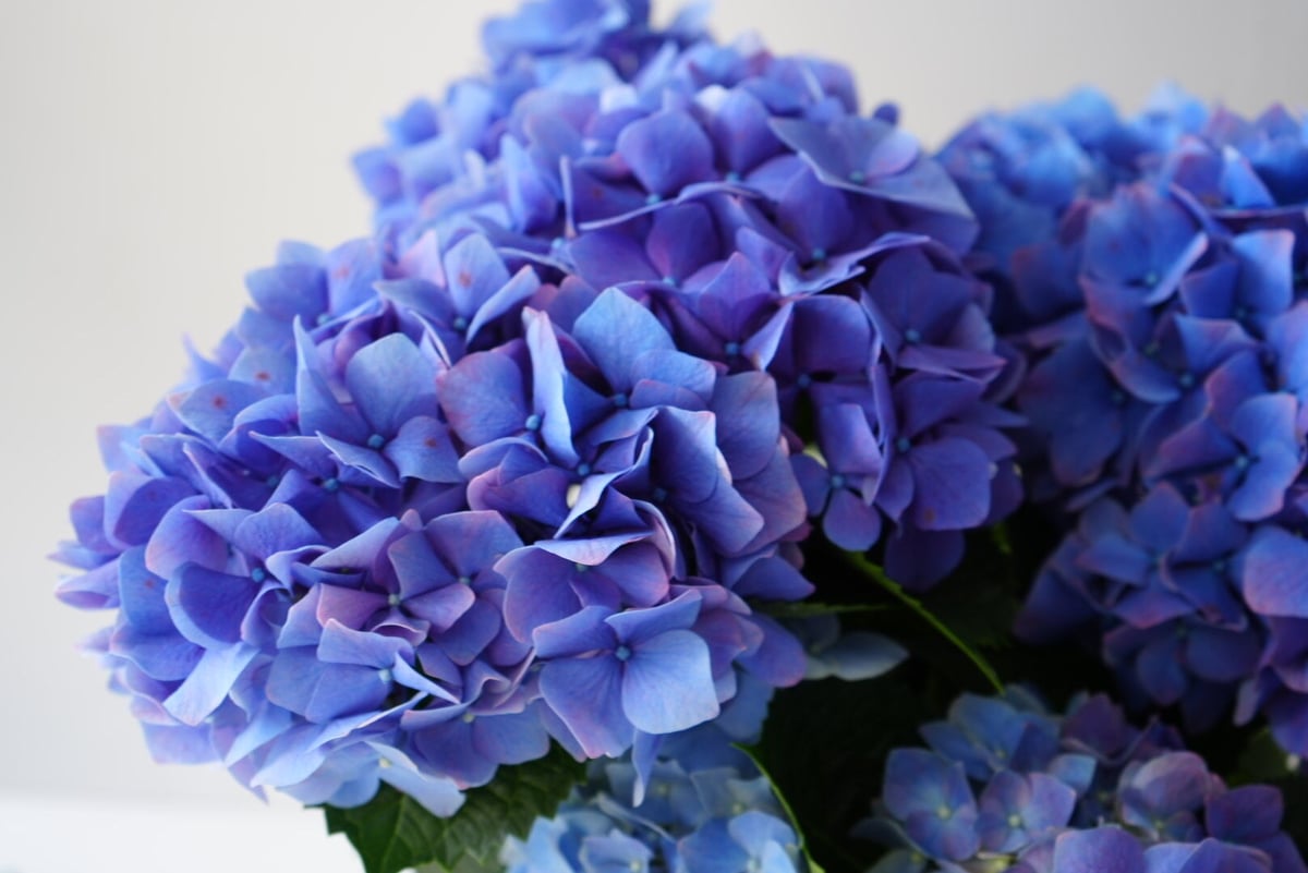 紫陽花 紫陽花 秋色アジサイ アドミレーション 6号 底面給水 色が変化