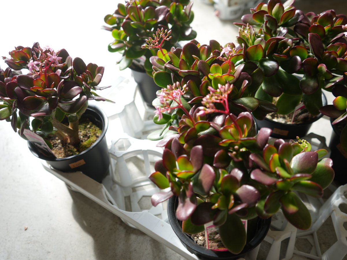 桜花月 金のなる木 ピンクの花いっぱい 多肉植物 縁起物 | インテリア