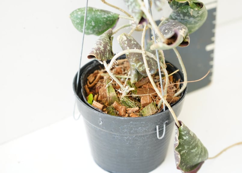 観葉植物ホヤ　インブリカータ ホヤ インブリカータ 「 Hoya imbricata」4/17-329 | SHOUCHIKUEN