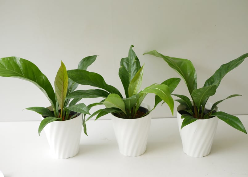 アンスリウム ジャングルブッシュ 綺麗な葉模様 観葉植物 | インテリア