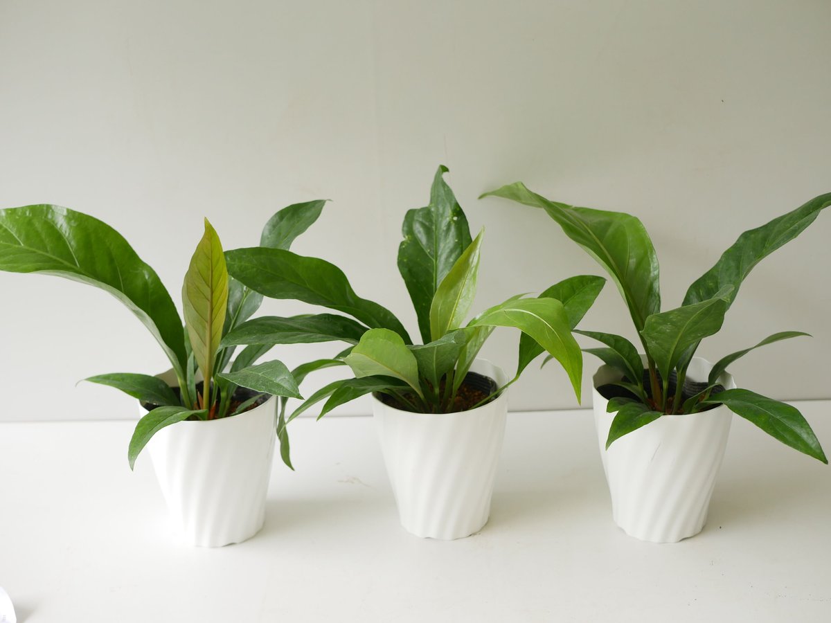 原種アンスリウム フーケリー ジャングルブッシュ 大株 きれいな斑入り