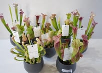 サラセニア 食中植物 4.5号 多年草 鮮やかなカラー