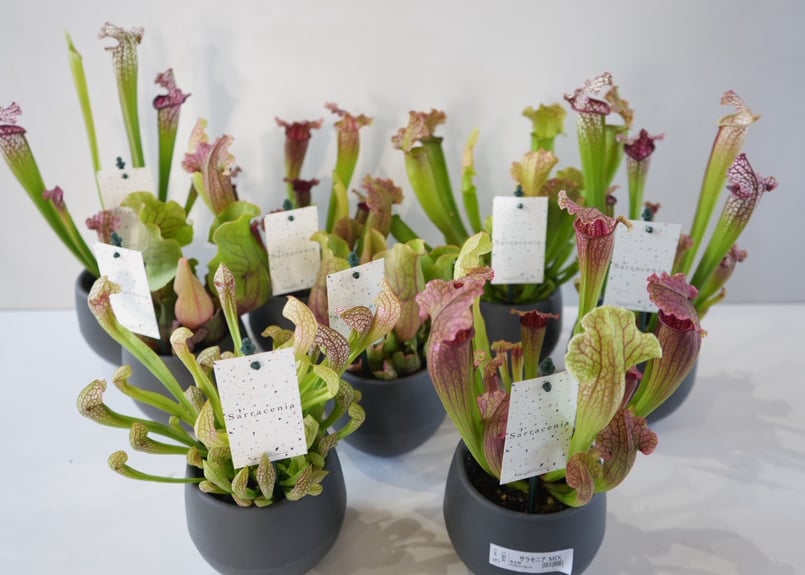 サラセニア 食中植物 4.5号 多年草 鮮やかなカラー | インテリア