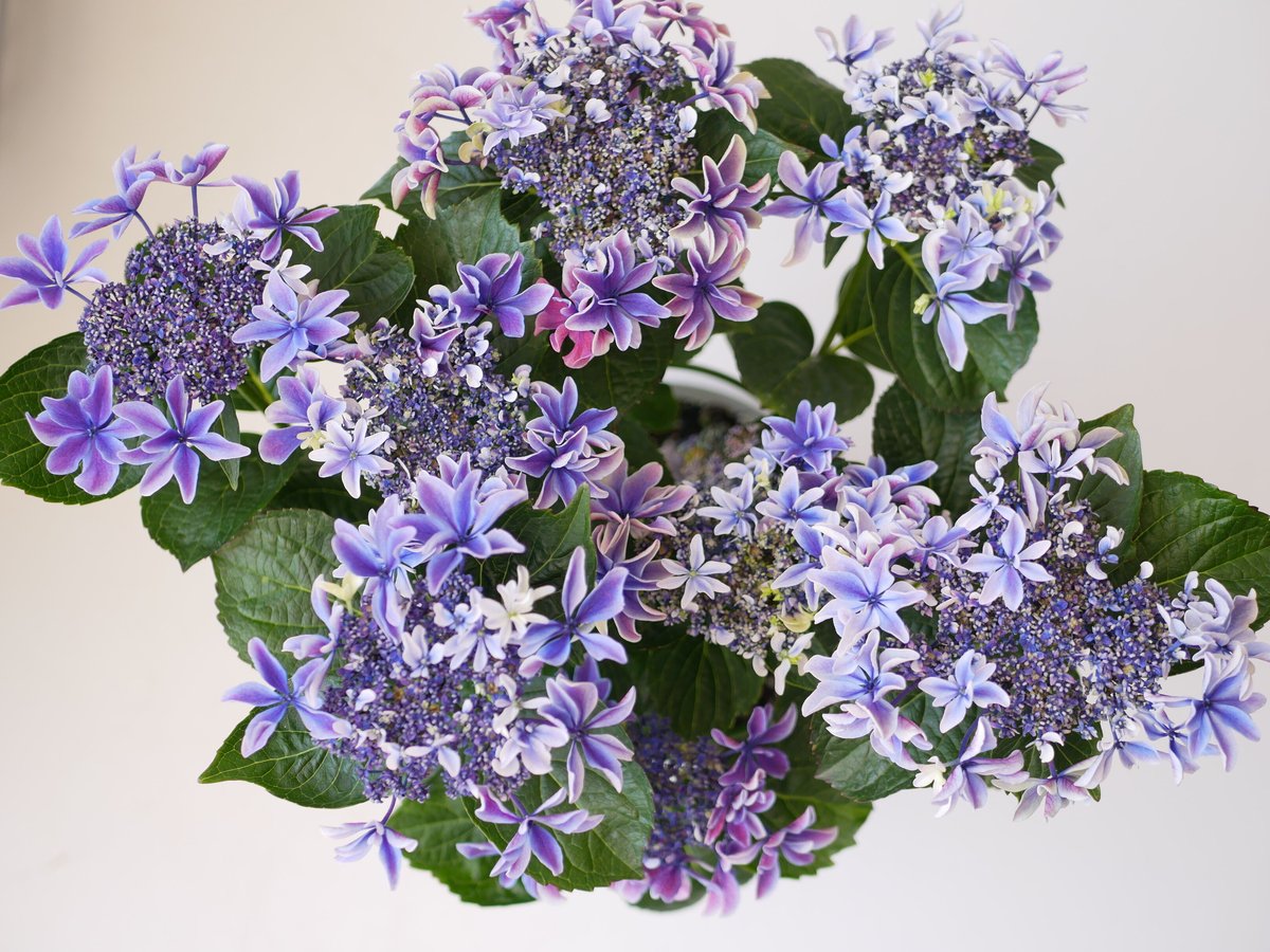 紫陽花 月虹 gekko 5号 ブルー ウェーブかかる花弁 母の日 紫陽花 月虹 gekko 5号 ブルー ウェーブかかる花弁 母の日