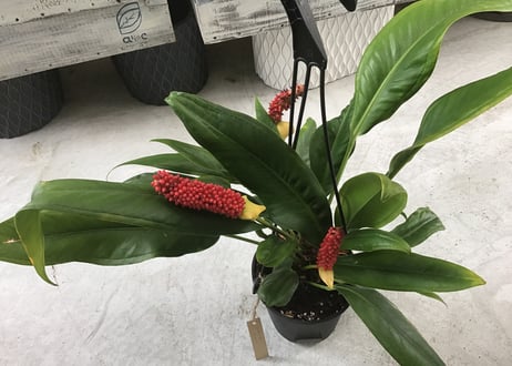 CATEGORY アンスリウム | インテリアグリーンとギフトプランツ