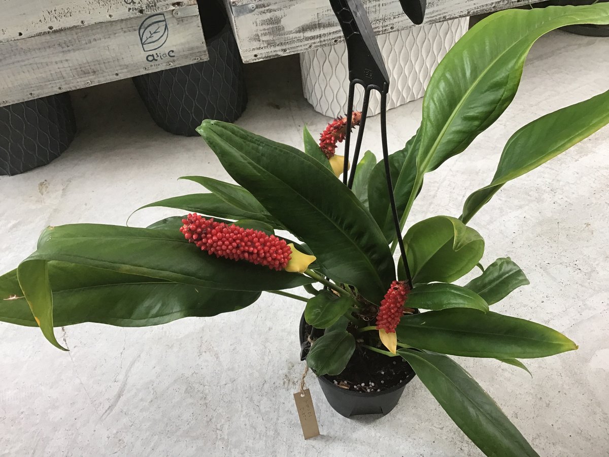 アンスリウム グイルディンキー 5号鉢 アンスリウム グイルディンキー