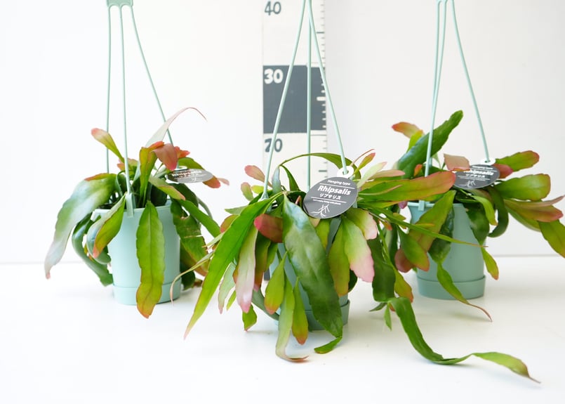 リプサリス　ラムローサ　吊り鉢　サボテン　リプサリスラムローサ　観葉植物 PLANCHU 観葉植物 プセウドリプサリス ラムローサ 6号吊り鉢