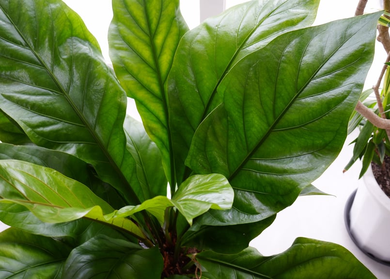 【現品】アンスリウム・ジャングルブッシュ　7号　黒鉢　（4） 現品】アンスリウム・ジャングルブッシュ 7号 黒鉢 （4