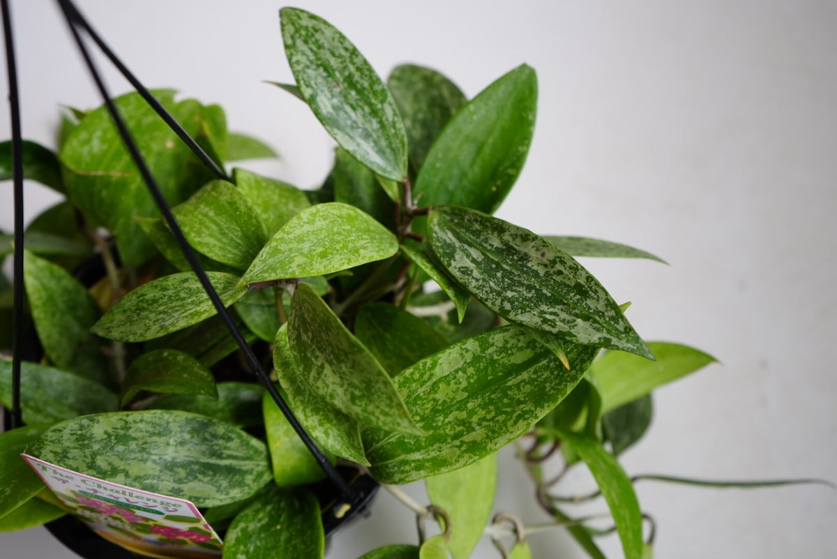 48時間セール 全斑入り ホヤ プビカリクス ピンクシルバーゴースト