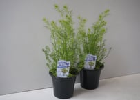 ニゲラ グリモアブルー 5号｜繊細なブルーフラワー｜ナチュラルガーデン・寄せ植えにおすすめ