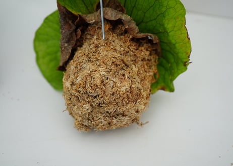 コウモリラン グランデ 着生植物 ハンギング 苔玉
